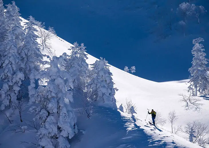 Skier descending a snowy slope surrounded by snow-covered trees under a clear blue sky