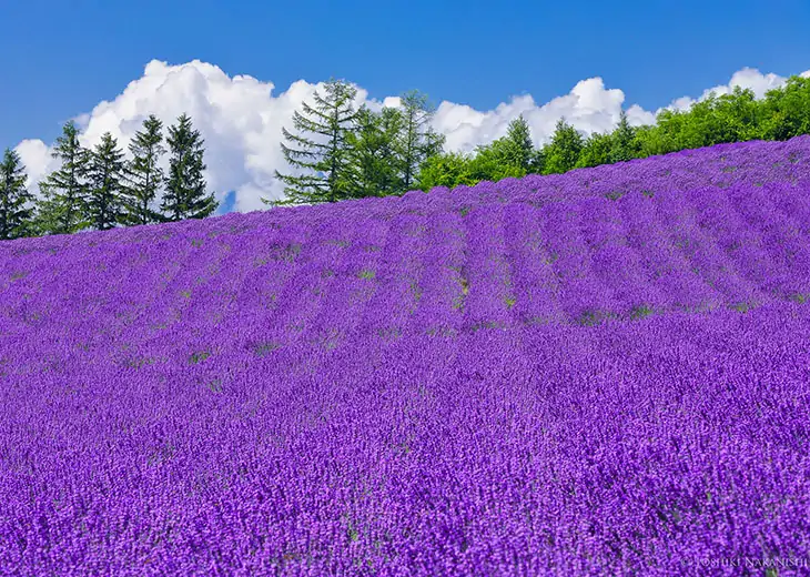 Vibrant lavender field with lush green trees and fluffy clouds in the background