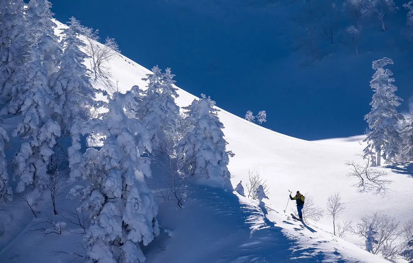 雪に覆われた木々とともに、きれいな雪の斜面を滑り降りるスキーヤー
