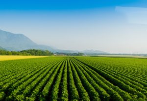 Furano Summer Crops