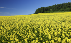 Nozo Hotel Furano Yellow Flowers