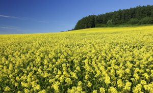 Furano Yellow Flower Field