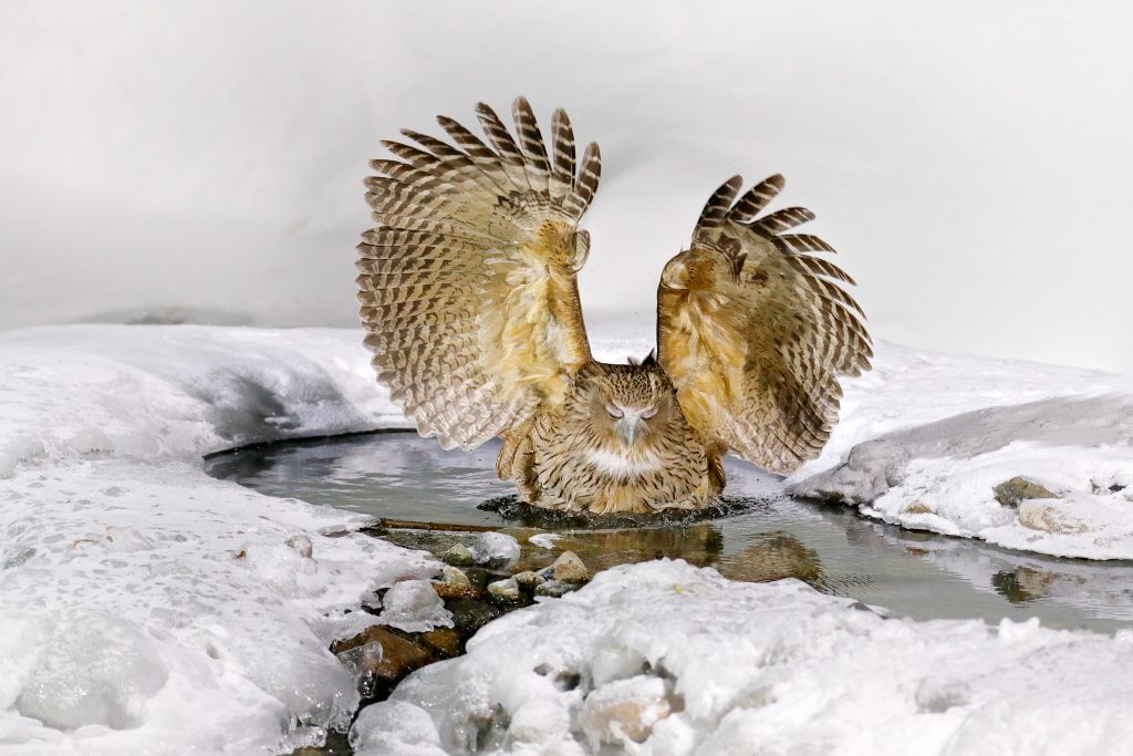 Japan,Owl,Hunting,In,Cold,Water.,Wildlife,Scene,From,Winter