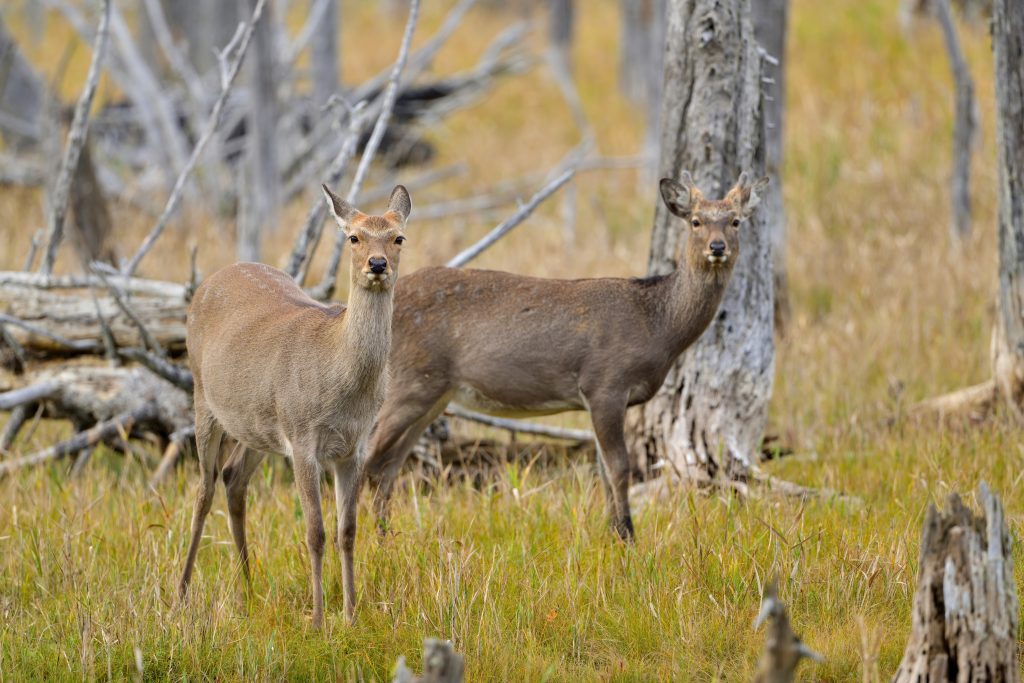 Young,Ezo,Deers,(ezoshsika),Are,Guarding,At,Hokkaido