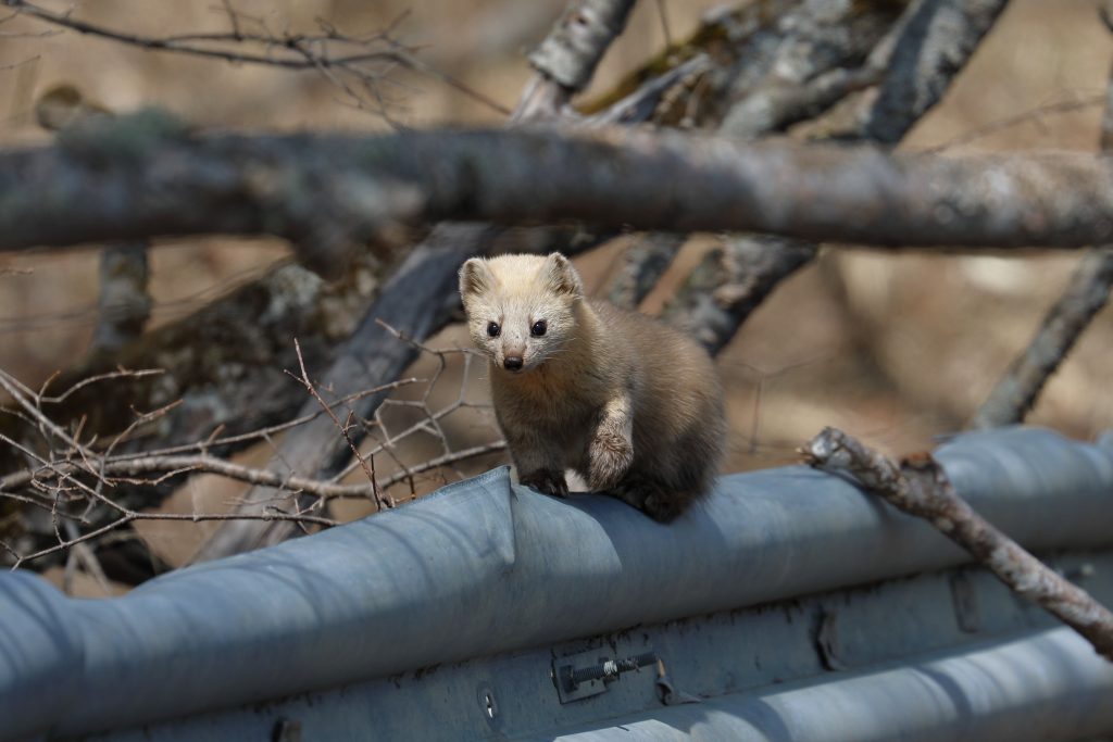 Small,Cute,Sable,In,Kushiro,,Hokkaido,,Japan