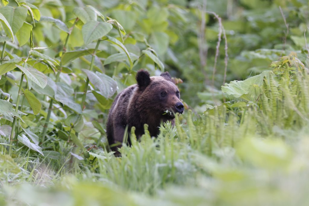 Ussuri,Brown,Bear,Ursus,Arctos,Lasiotus.,Shiretoko,National,Park.,Shiretoko