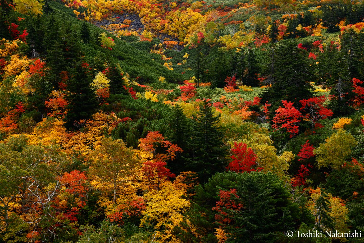 紅葉 in 富良野・美瑛 ～富良野・美瑛で秋を見つけに～ - Nozo Hotel