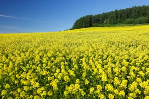 Furano yellow flower field