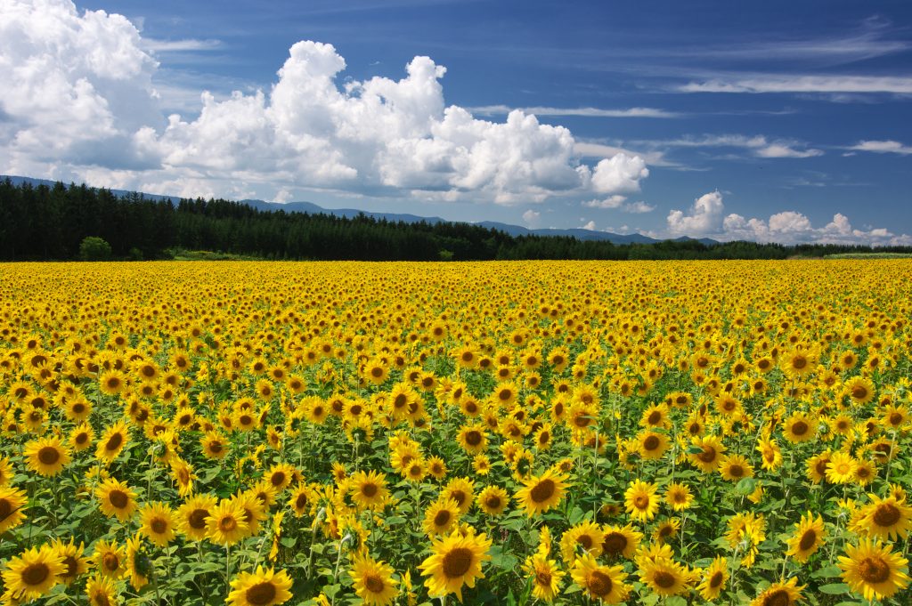 ひまわり畑の写真