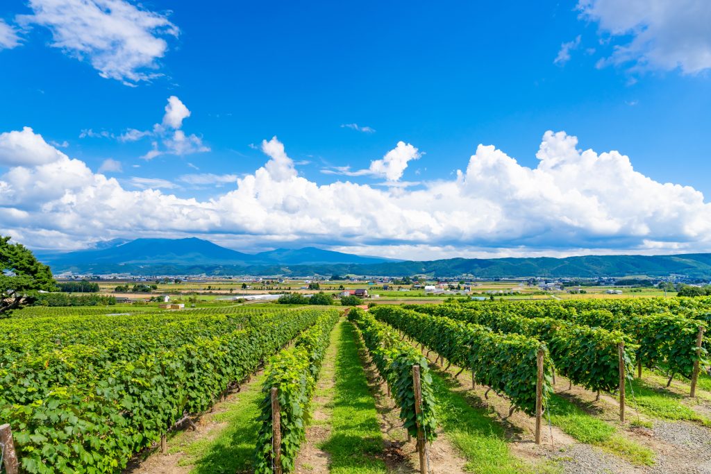 Wine,Vineyard,In,Furano,City,,Hokkaido