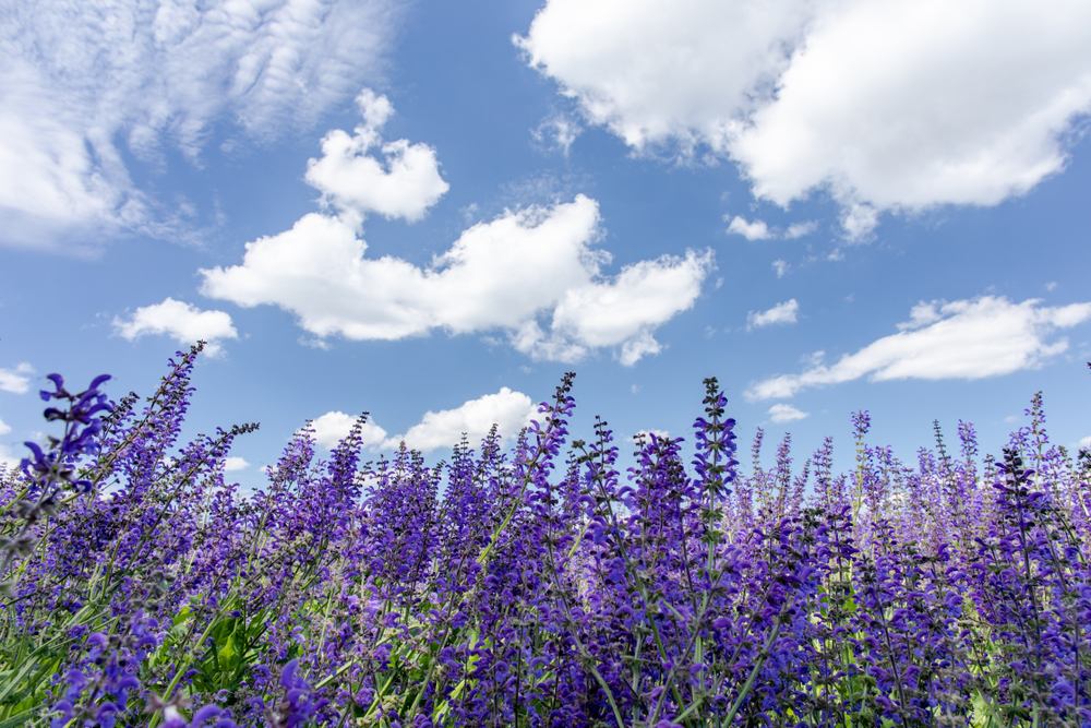 Beautiful,Landscape,Of,Biei,Hokkaido,Japan
