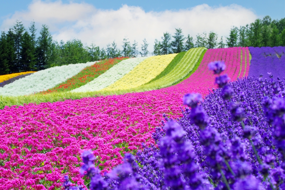 The,Lanscape,Of,The,Rainbow,Flower,Field,(in,The,Time
