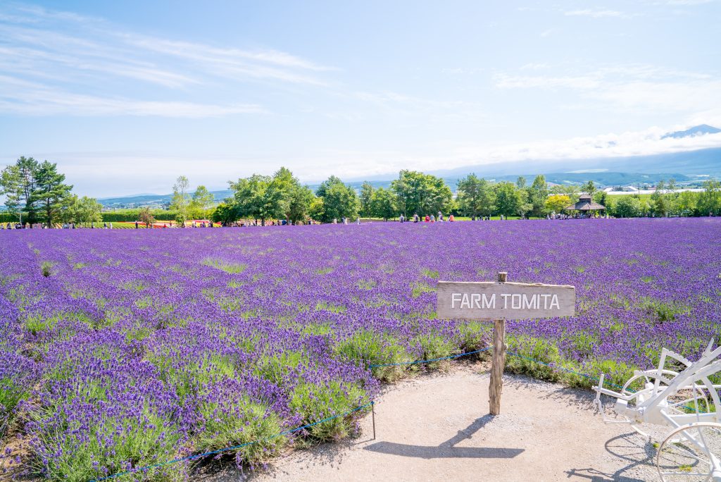 shutterstock_1387159352-1024x684