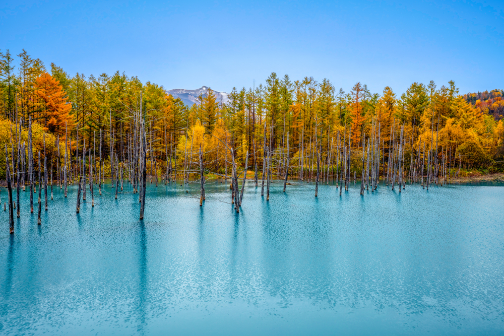Colorful,Blue,Pond,(aoiike),In,Autumn,At,Biei,Town,,Hokkaido,