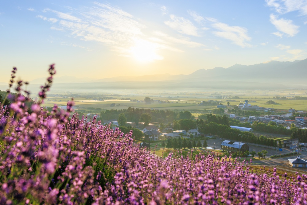 Lavender,Garden,In,Furano,Hokkaido