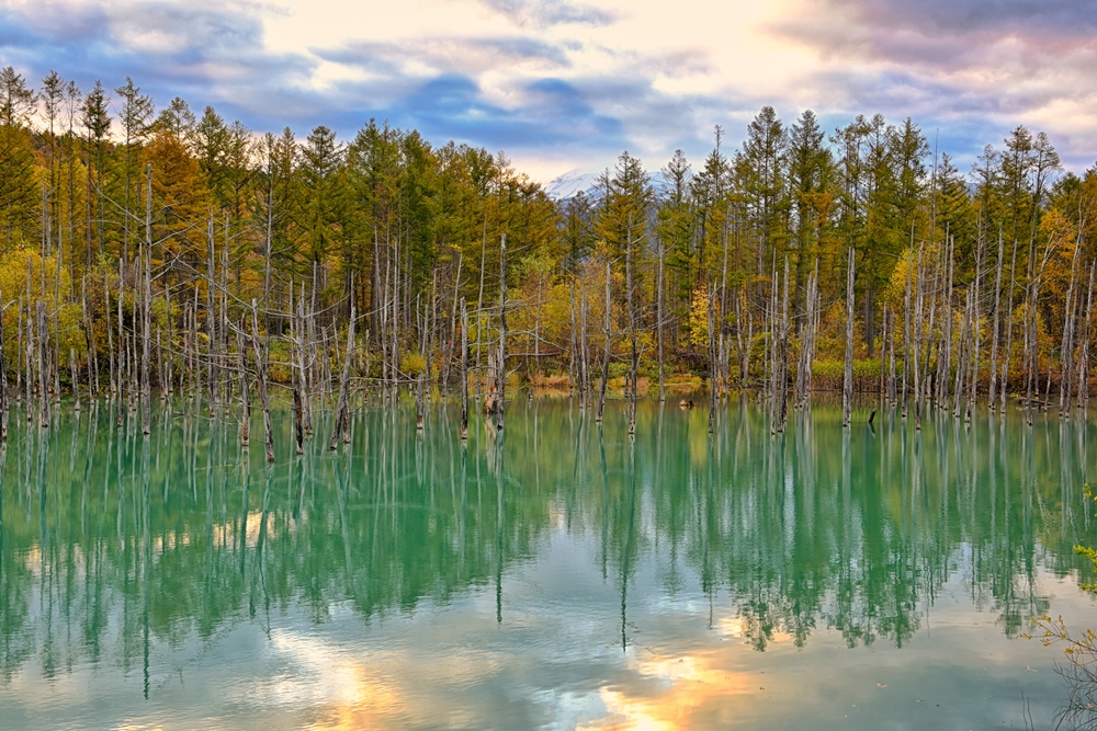 Reflection,Of,The,Blue,Pond,(aoiike),In,Biei,,Hokkaido,,Autumn,
