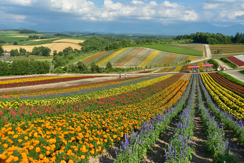 Scenery,Of,A,Beautiful,Flower,Garden,Blooming,On,The,Hill